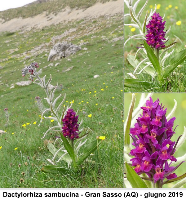 DACTYLORHIZA: immagini di una splendida orchidacea.